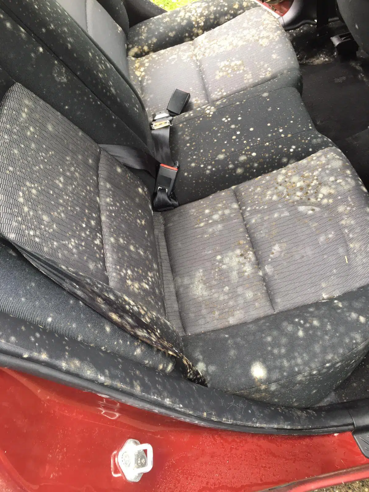 picture showing a car seat with mold before